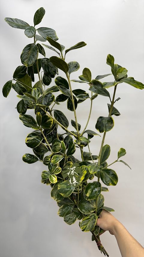 image_7F88ACE6-D371-4346-A1FD-CFE0F7D62636_1772938994