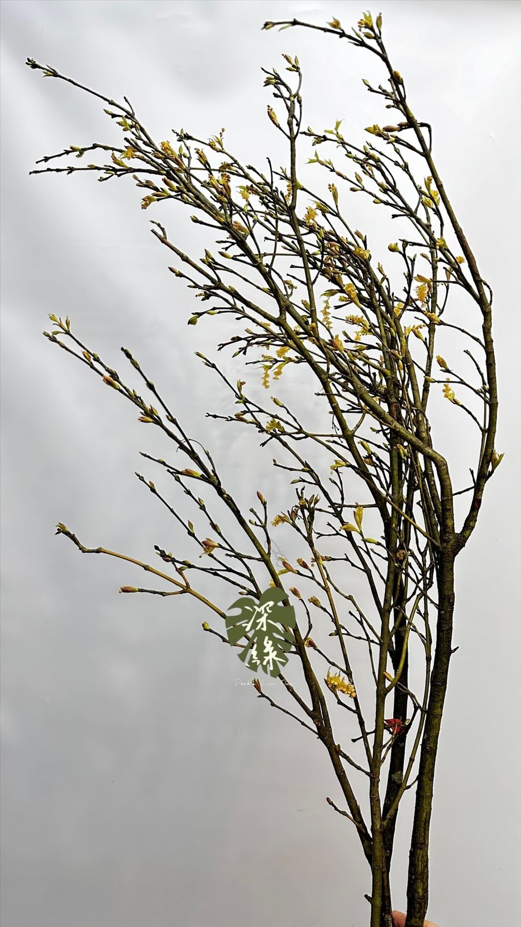 image_075E2CDB-E06F-4A7E-9D6A-A1974F4C5B06_1772939076