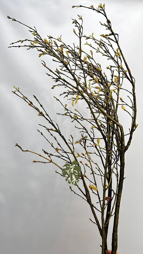 image_075E2CDB-E06F-4A7E-9D6A-A1974F4C5B06_1772939076