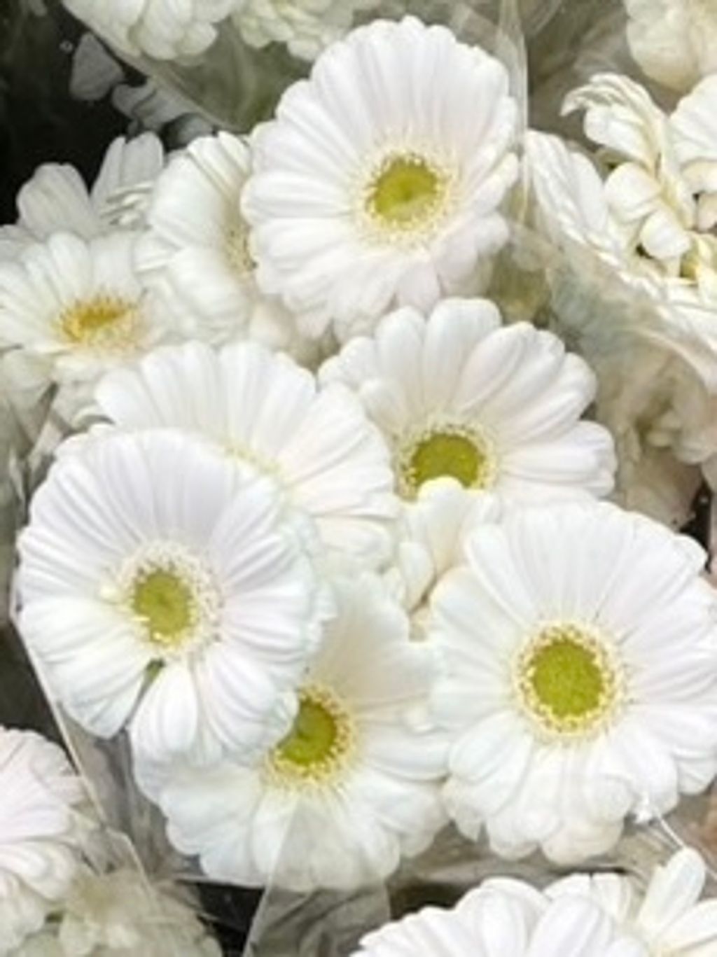 image_49EF3494-1BD2-43B7-80C0-B61151BEB83B_1772939743