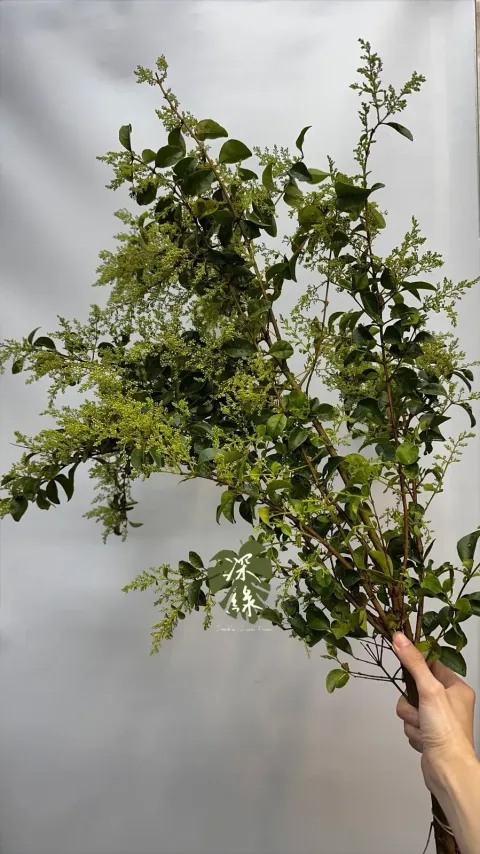 image_BFACBDFC-EB45-4241-B344-FC2DE2E37932_1772938792