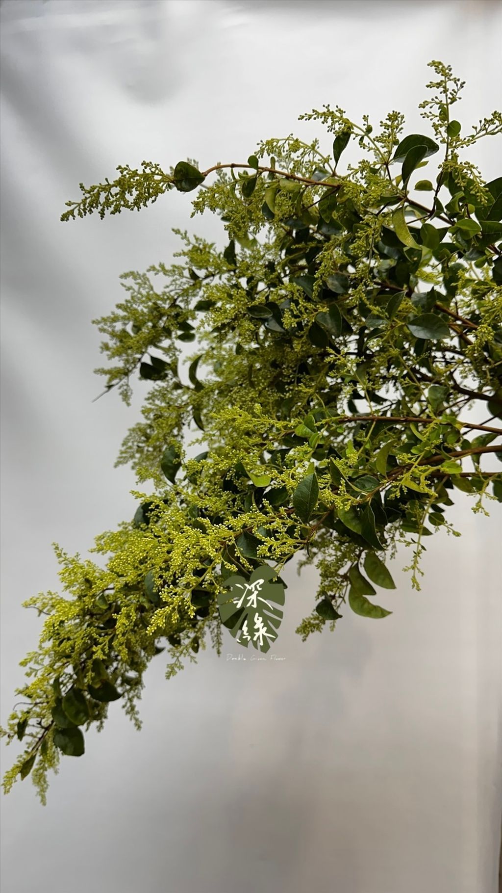 image_405F3BEF-D34E-4935-8B09-8275AC4A0D0E_1772938792