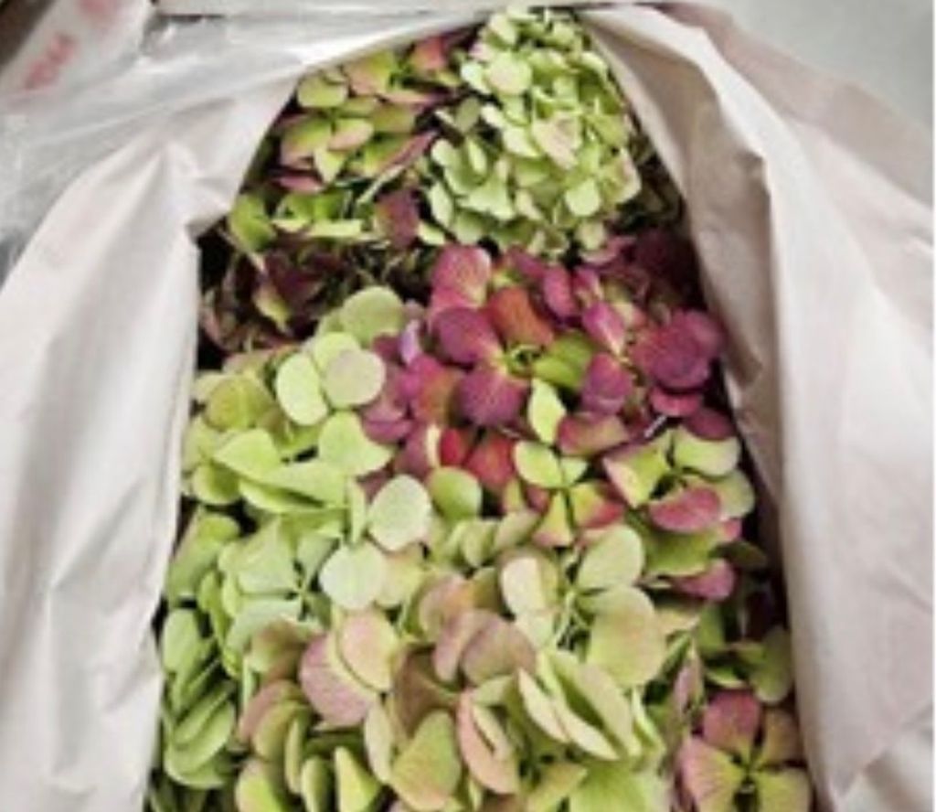 image_DFF23DCC-EF30-4636-82C2-0086BFDEF494_1772975451