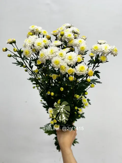 IMG_3367-1739580940559