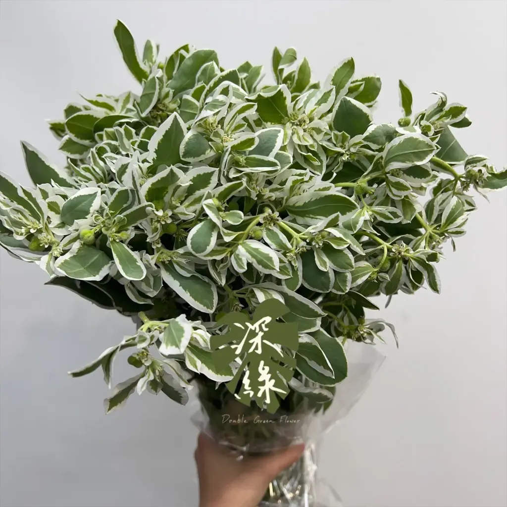 image_DBABF0FB-C19C-4A91-B0D0-3D67AA442D92_1772592739