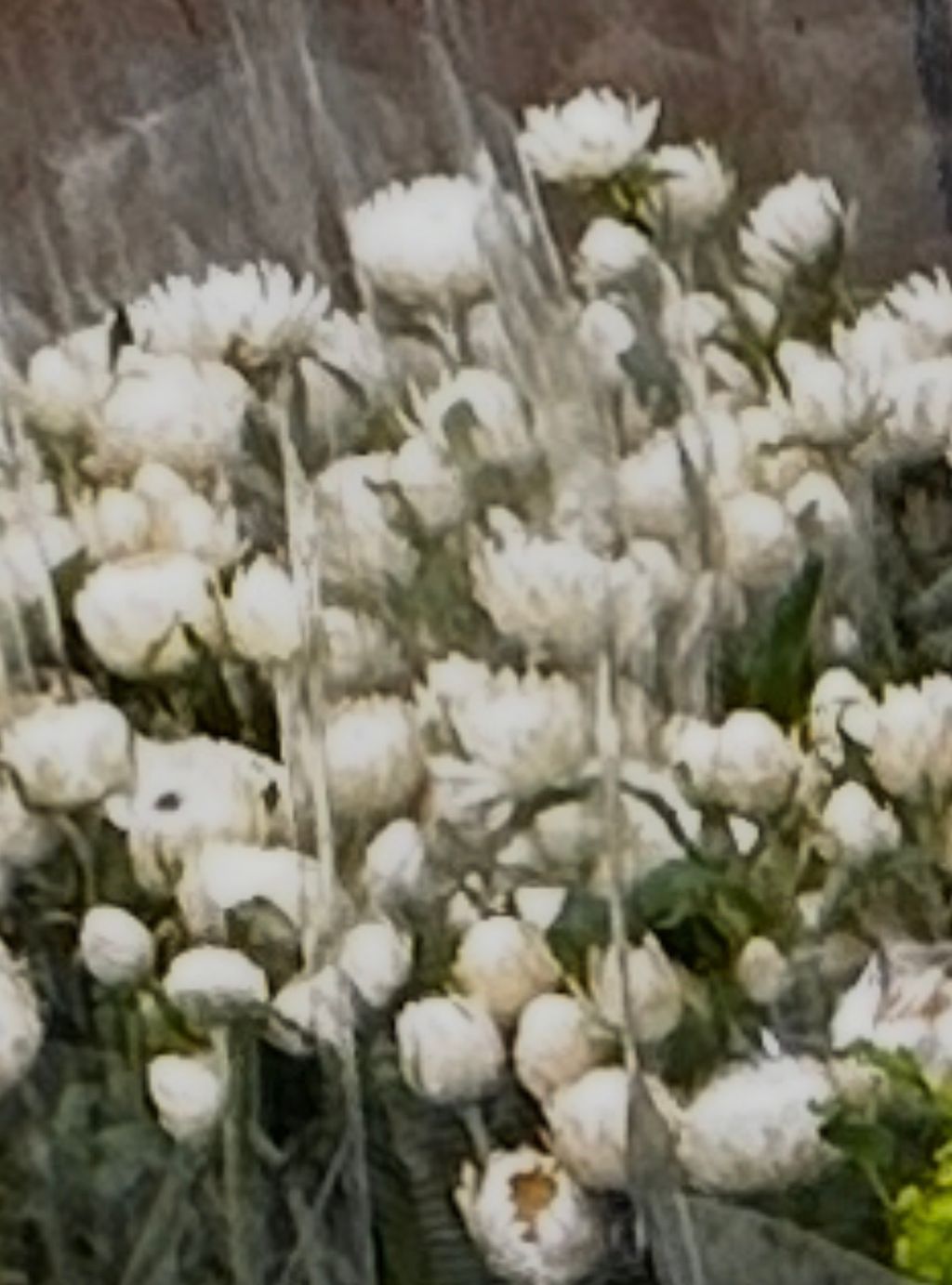 image_EFE7C171-FA5E-40FF-A719-80BA63E58161_1773121178