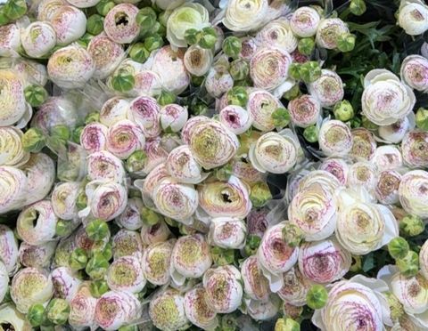 image_478ACFFC-1DCB-4FDD-860D-1EFAC2CE66DE_1773122279