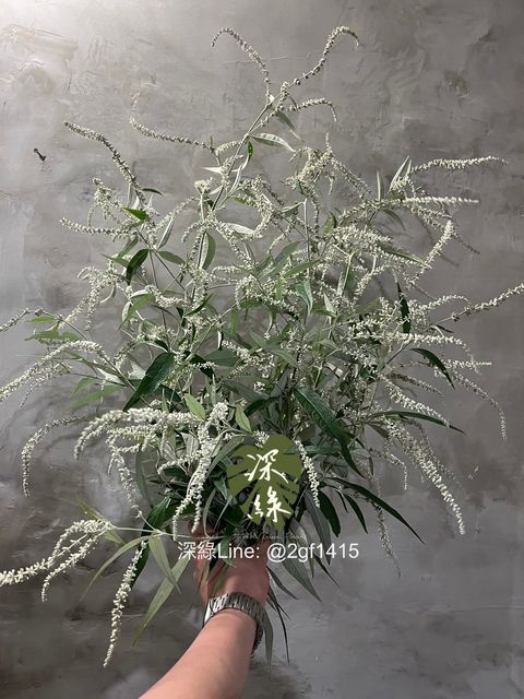 image_036AD0D7-1F02-4D56-92FF-11F180FFA4CF_1773041332