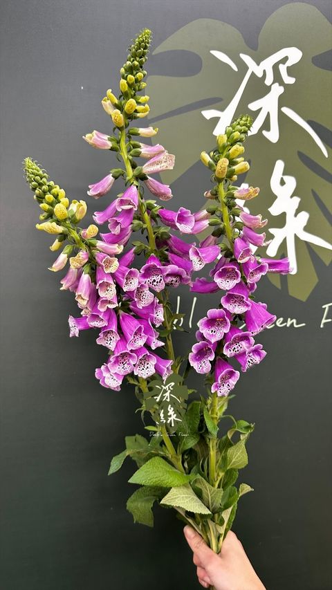 image_33583C9A-9A93-482B-A2EB-8600C63F9705_1773210731