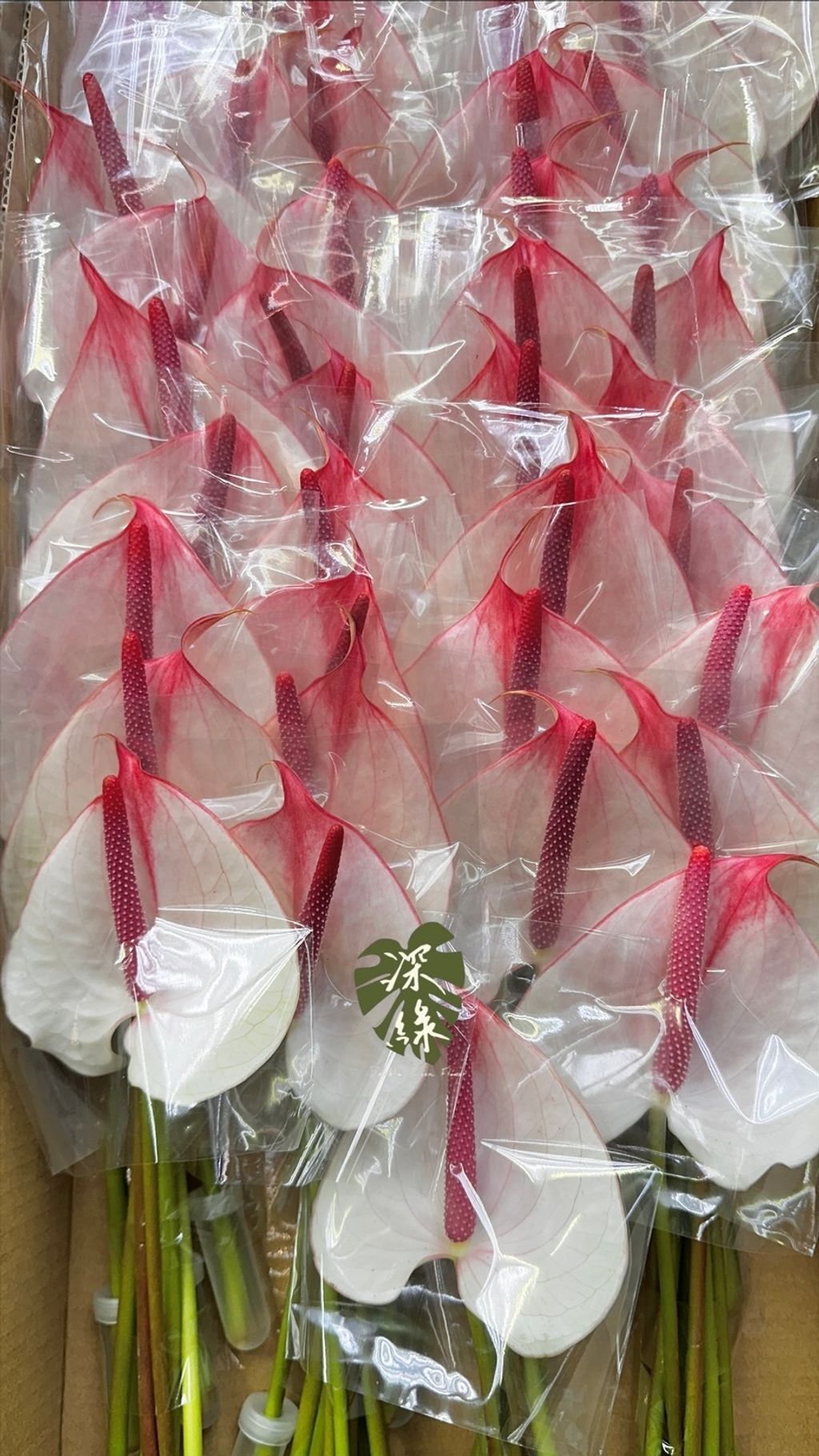 image_00A6C8EE-9D91-4531-AC18-E60216C2B698_1773210941