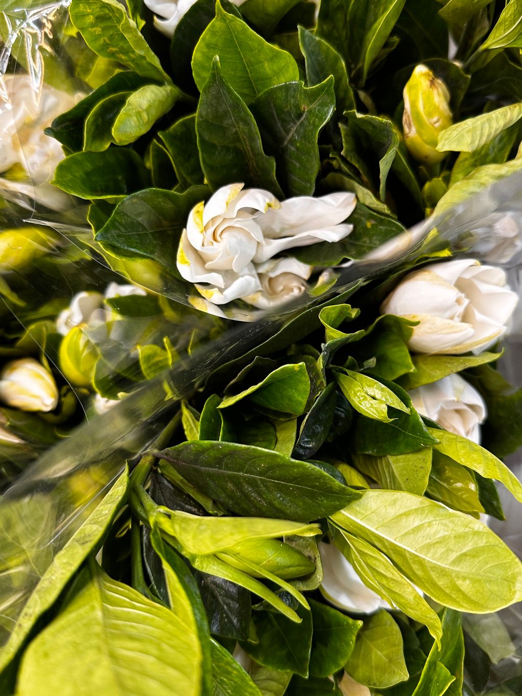 image_E21E7760-ED7C-4A50-8FDB-86E1335E4CDA_1773368700