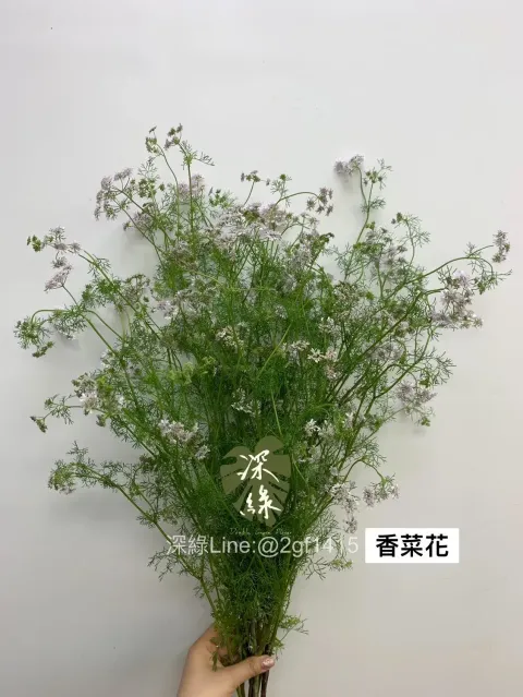 IMG_3412-1708036352010