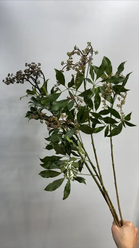 image_A7BE52FA-64AE-42D4-A5B6-FF5D021AC09C_1772938913