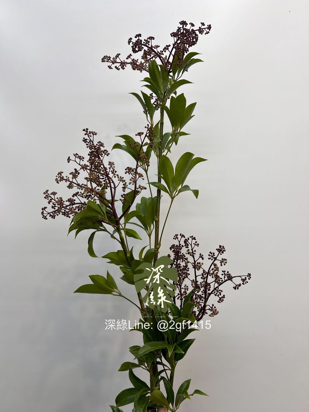 image_DA4EA324-F752-4D61-B231-888028B732D2_1742363759