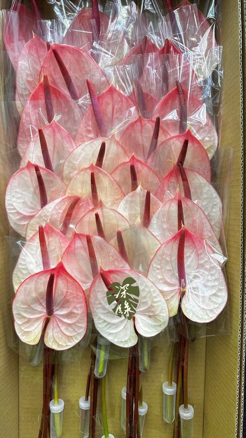 image_47DB7AB0-16B8-4AD1-B6F5-79BE44B335A3_1773633980