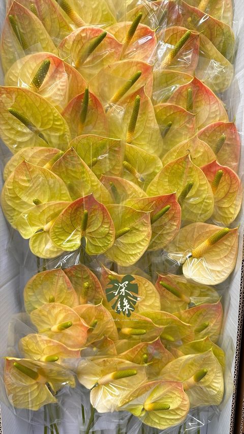 image_0AFBD7B5-2B46-413B-86B8-688BB8B3150C_1773633997