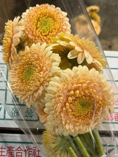 image_1C64639D-1952-4AB3-AEA1-095EDE01D4B0_1773641466