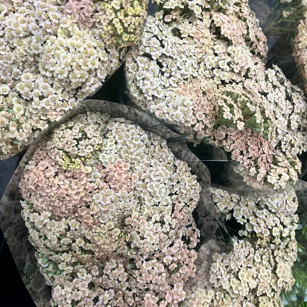 image_BE40BF4D-F7D9-438B-83DD-519E4174F4F0_1773645896