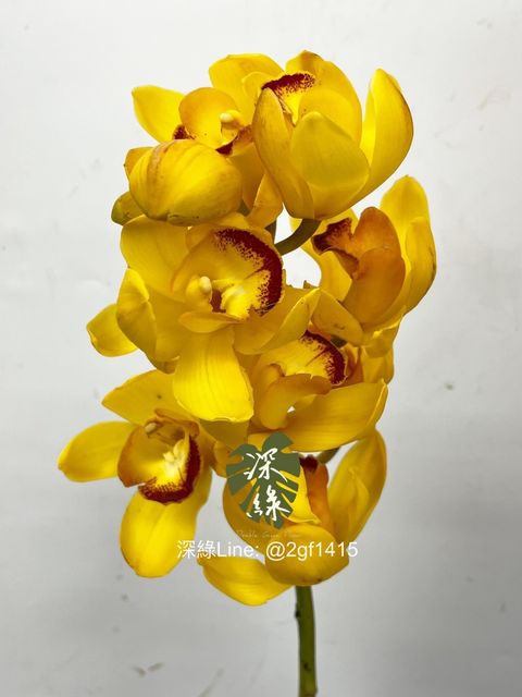 IMG_2026-1735351280438