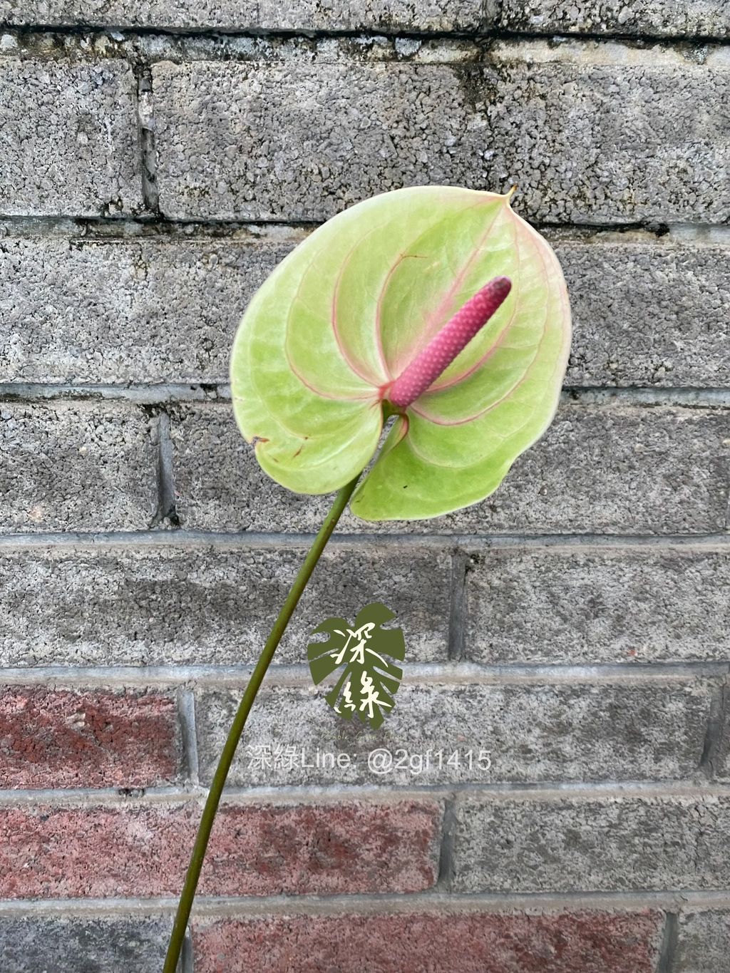 image_FE201490-1613-4532-BE1C-601721760BC4_1773856813