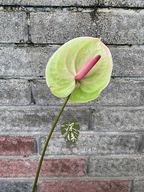 image_FE201490-1613-4532-BE1C-601721760BC4_1773856813