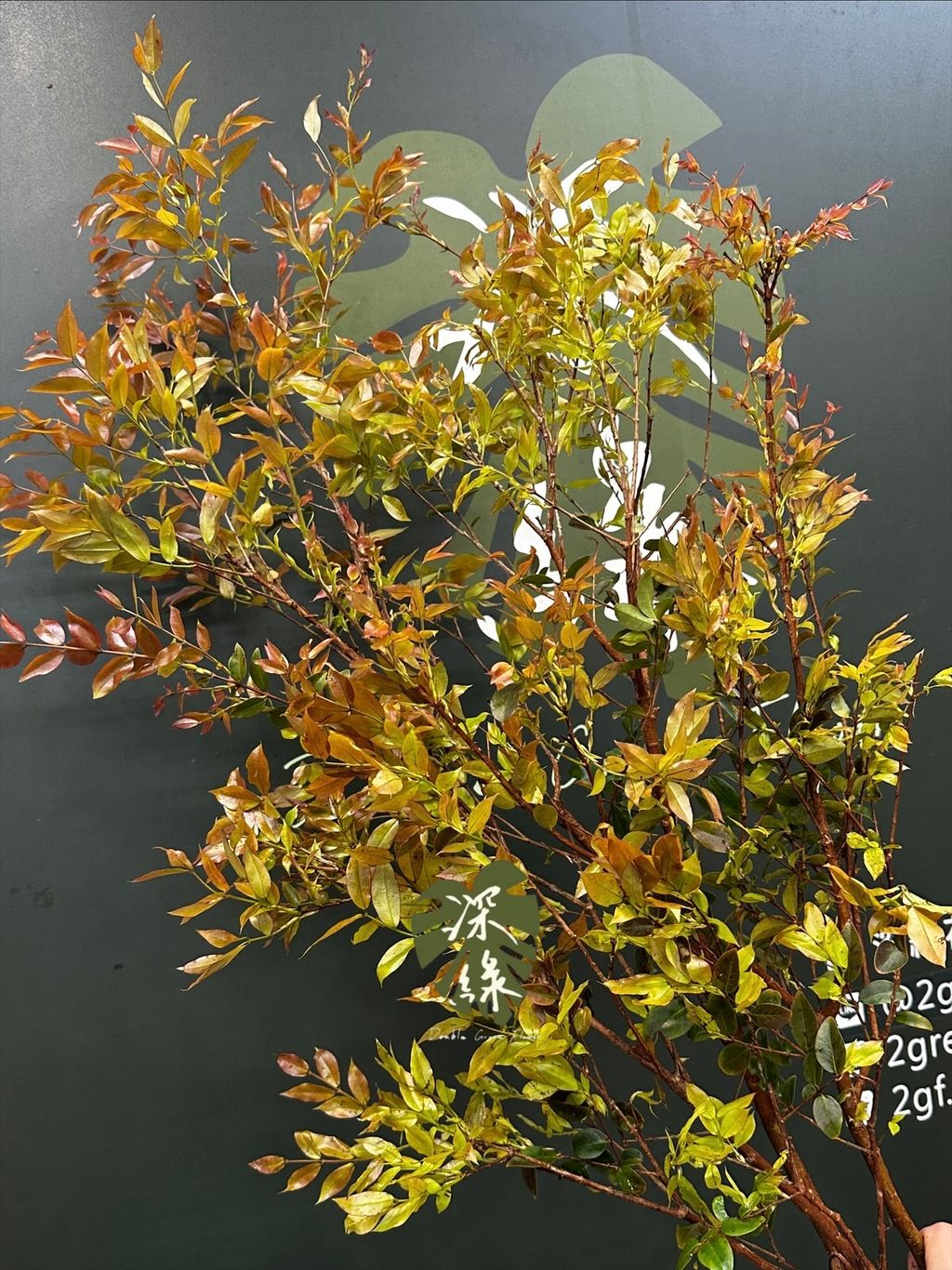 image_8DEABAF8-4ACD-401B-94DE-413E7CA1B045_1774146765