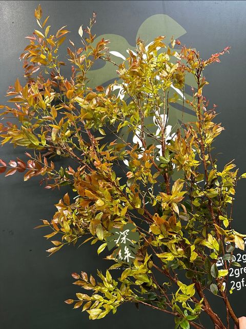 image_8DEABAF8-4ACD-401B-94DE-413E7CA1B045_1774146765