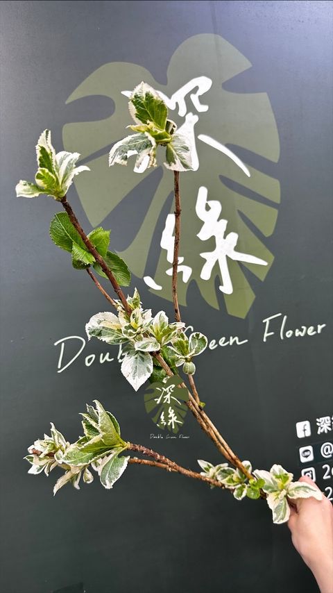 image_282868D1-7021-41A4-B007-9271D3BD8F5A_1774146842