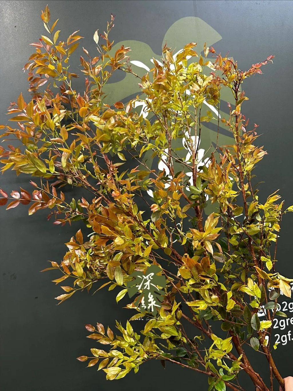 messageImage_1774159902204