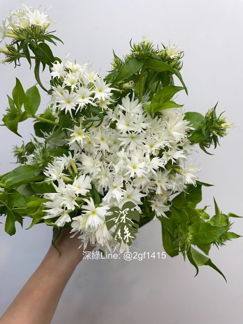 image_F88433E9-C4A8-4FEC-9472-1B46D67323F8_1769405551