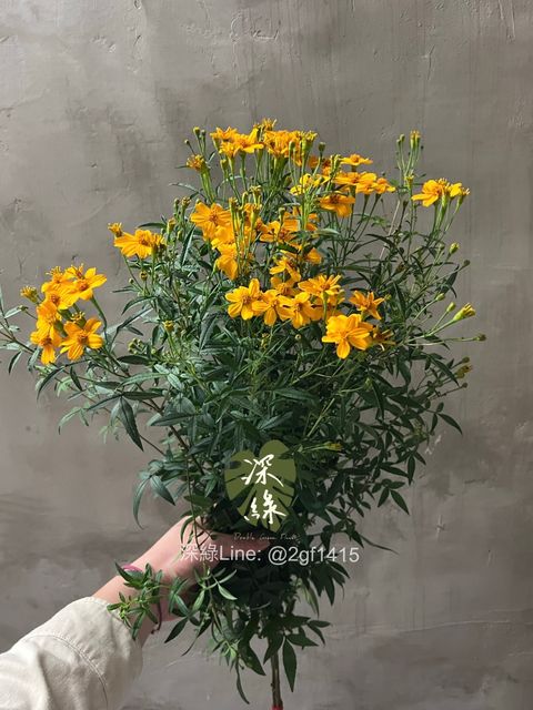 image_6D750021-689F-4655-973F-35817E602C3C_1774339596