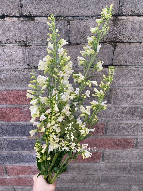 image_67CA17E4-1021-4D37-A821-A14C35088A75_1774344221