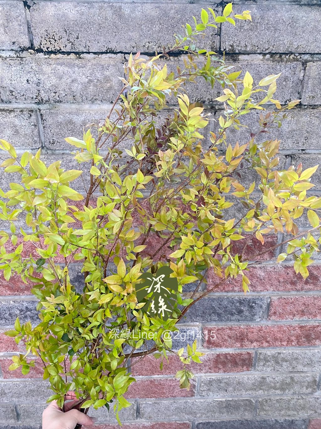 image_0140FE0F-7B50-4473-AEB1-DCE054E81D4F_1774344485