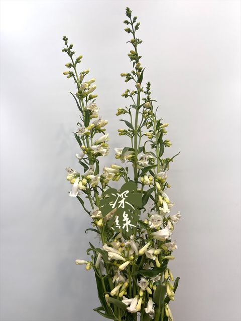 image_A950FEE4-ABBA-4D05-A3DC-7F19D4CD15CE_1774402587