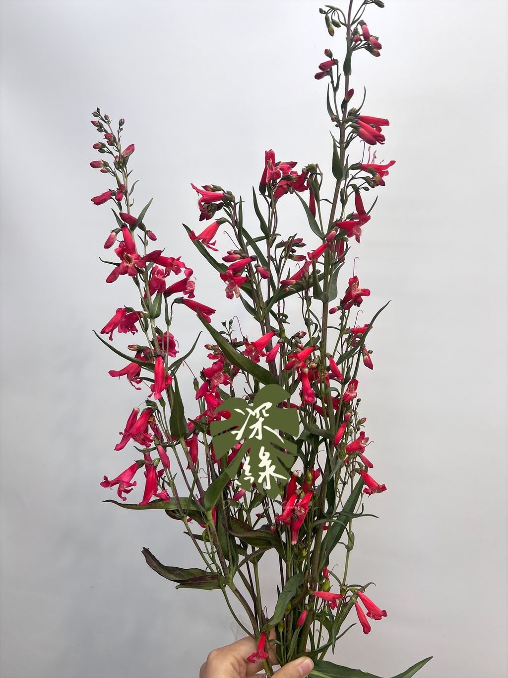 image_D5262AC5-8F38-426E-A2C6-383E5B74129B_1774402617