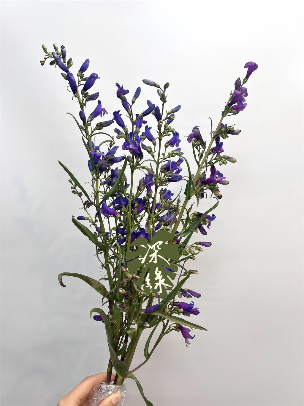 image_5923C778-FA3F-43C0-9240-BBAFE18A036E_1774402955