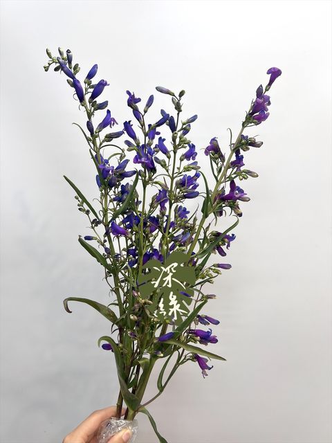 image_5923C778-FA3F-43C0-9240-BBAFE18A036E_1774402955