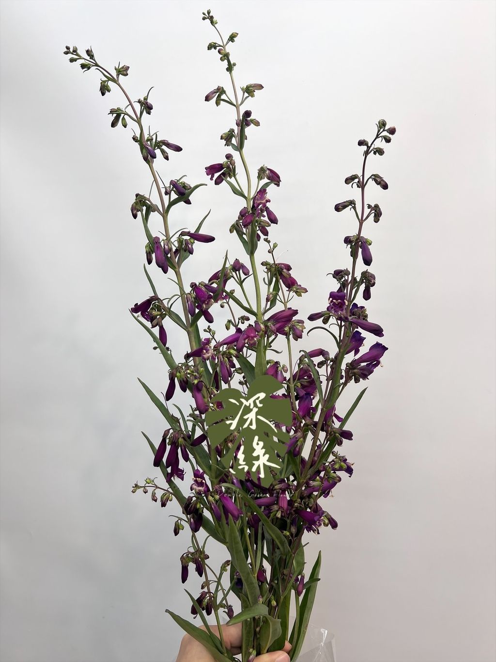 image_7E2B559C-CCEF-4830-9A8B-9840FB3C62E6_1774402972