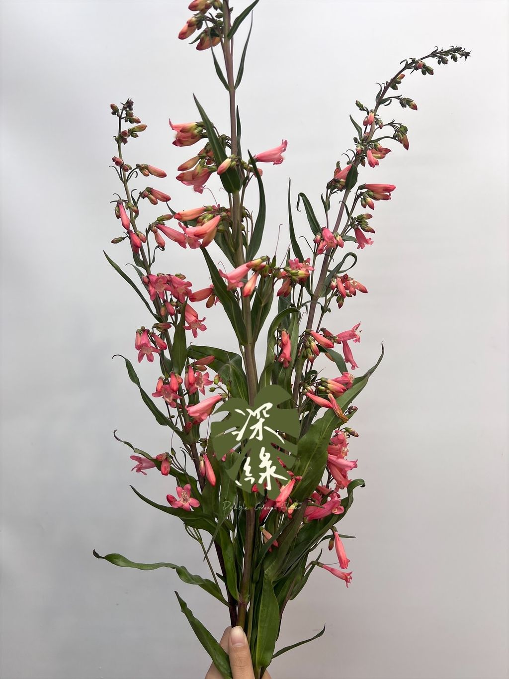 image_A5A56EAE-672E-424C-86FB-3BA6C1C4E977_1774402991