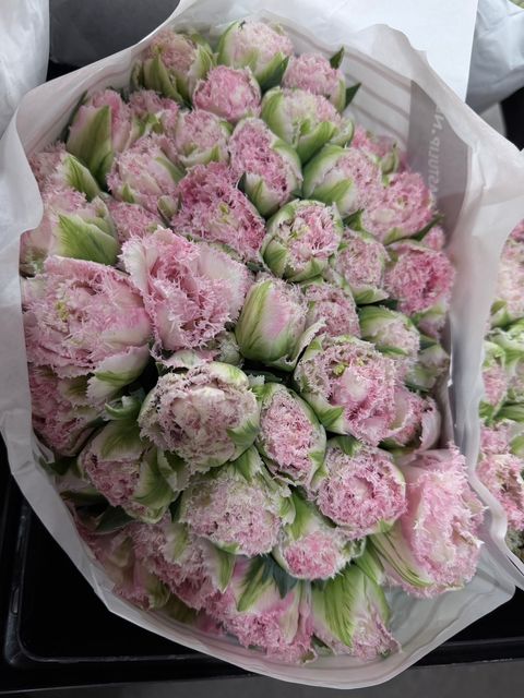 image_F85E737D-EC07-4E0E-8BB5-99E49D66FA5D_1774752517