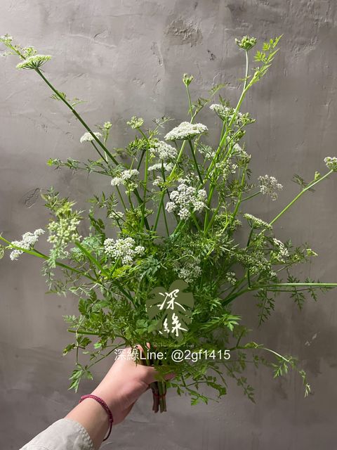 image_31D723B8-EA90-4D51-8E00-40F59047B864_1774773762