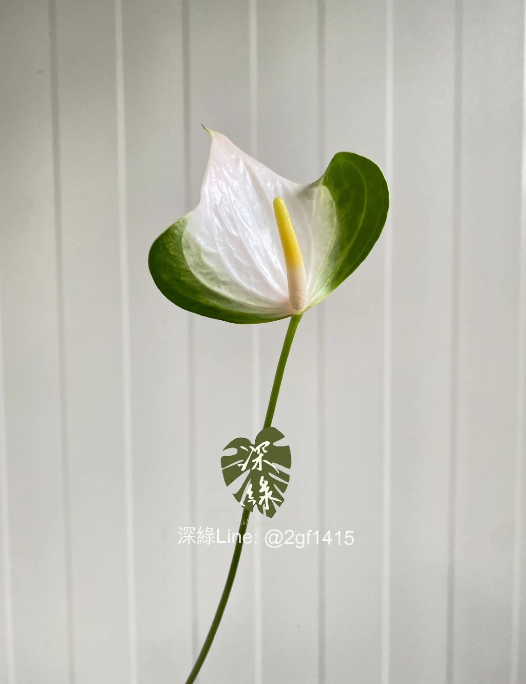 image_17FD7D7E-956D-49E4-911D-1995DC59246E_1744864942