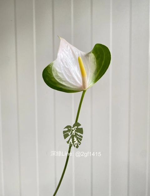 image_17FD7D7E-956D-49E4-911D-1995DC59246E_1744864942