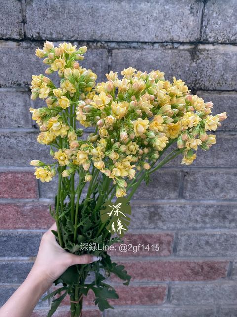 image_4E57A14E-EA4D-49FA-8055-B38035CEC1AC_1774940630