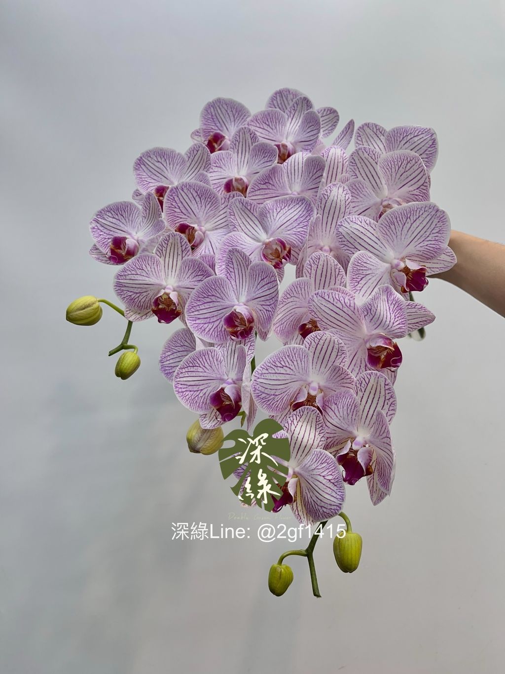 image_D90333AC-661D-4287-B930-4DD162C9E243_1743631717