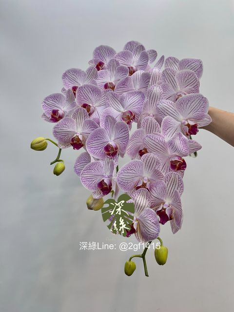 image_D90333AC-661D-4287-B930-4DD162C9E243_1743631717