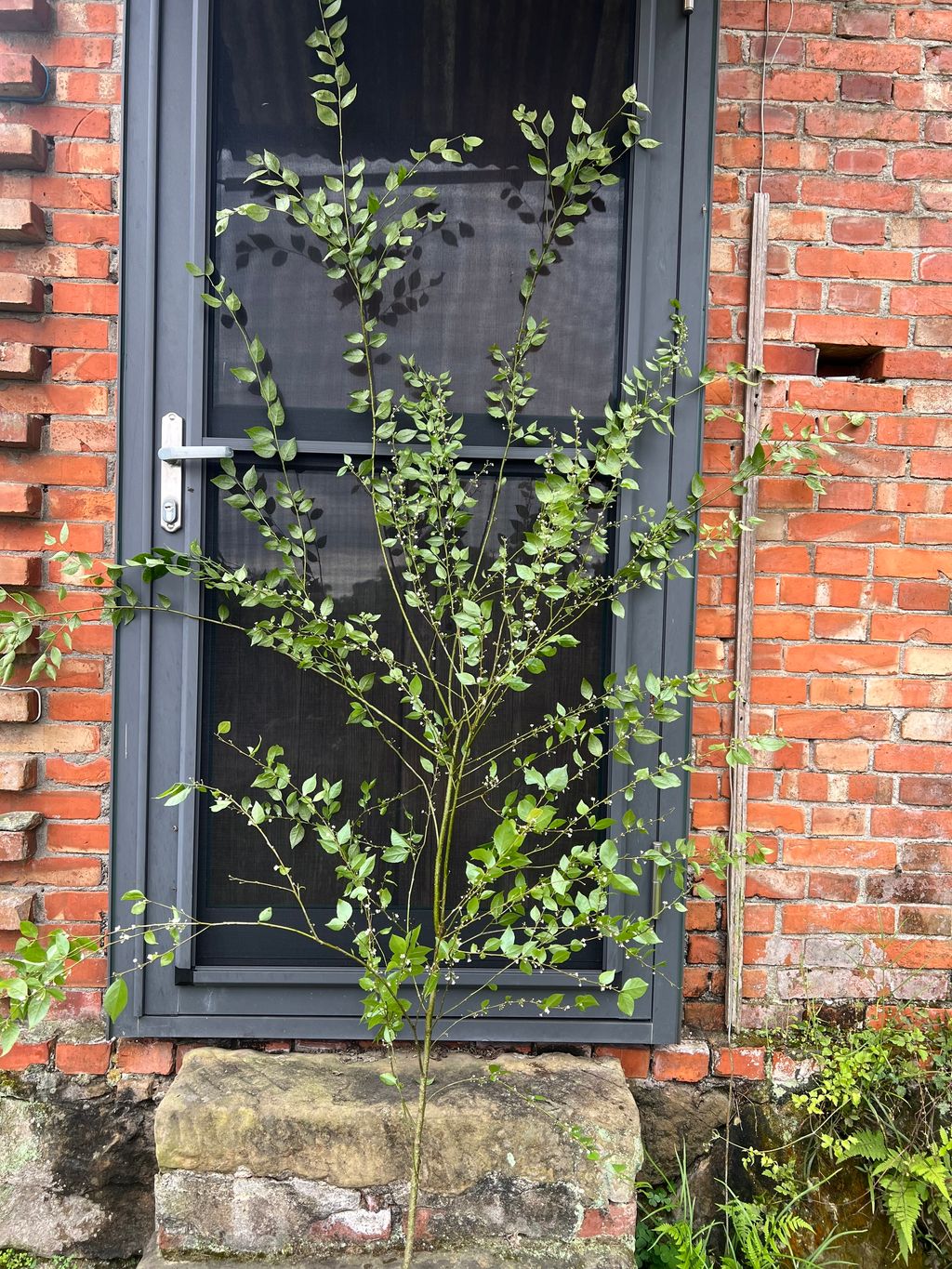 image_F6D6850F-1F78-498F-A0E1-A265F6A80674_1775027570