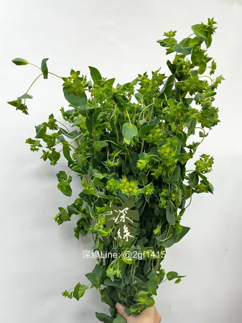 IMG_2294-1736139115634