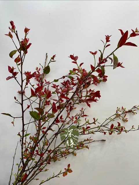 image_690F0B14-BF71-4514-8B91-DB0ED893B497_1775185415