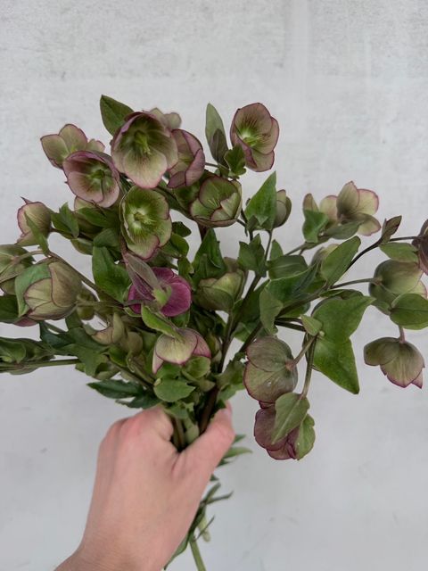 image_96EA7B30-6E76-4494-8FD4-7502F91A18E9_1775357501